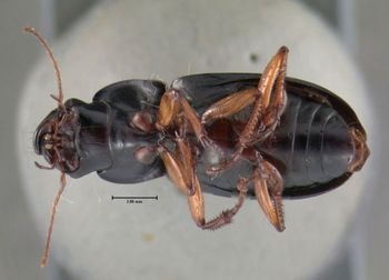 Media type: image;   Entomology 614663 Aspect: habitus ventral view